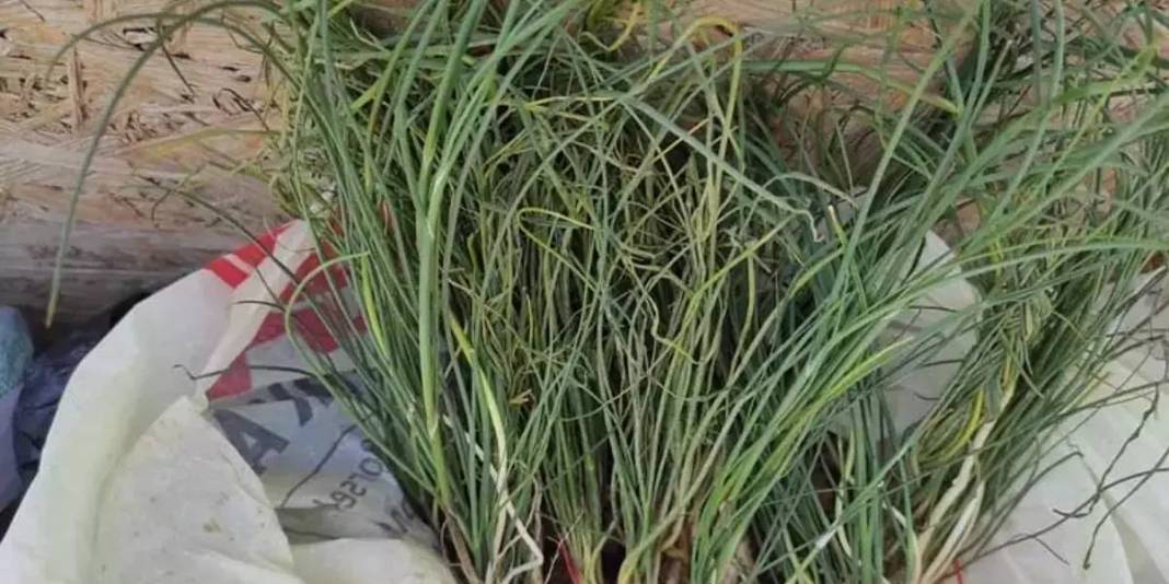 Ot deyip geçmeyin! Doğada kendiliğinden yetişiyor, kilosu 15.000 TL’yi buluyor 5